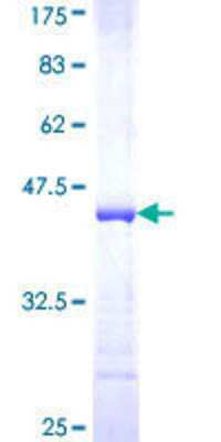 SDS-PAGE: Recombinant Human TRAF-6 GST (N-Term) Protein [H00007189-Q01]