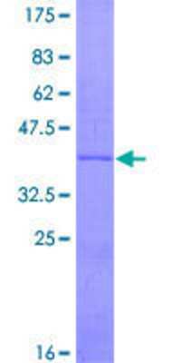 SDS-PAGE: Recombinant Human UCP3 GST (N-Term) Protein [H00007352-P01]