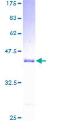 SDS-PAGE: Recombinant Human UQCRB GST (N-Term) Protein [H00007381-P01]