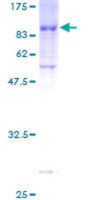 SDS-PAGE: Recombinant Human ZNF165 GST (N-Term) Protein [H00007718-P01]