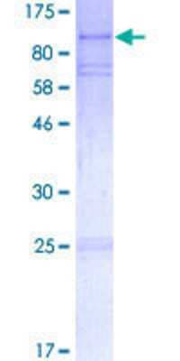 SDS-PAGE: Recombinant Human EPX GST (N-Term) Protein [H00008288-P01]