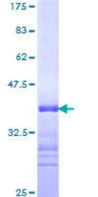 SDS-PAGE: Recombinant Human ARID1A GST (N-Term) Protein [H00008289-Q01]