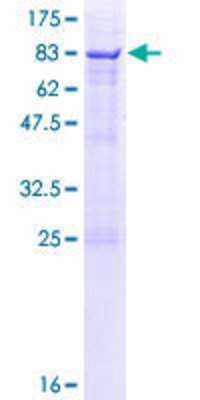 SDS-PAGE: Recombinant Human SDPR GST (N-Term) Protein [H00008436-P01]