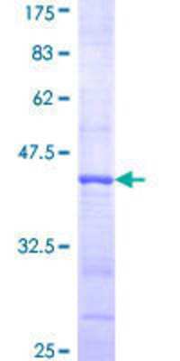 SDS-PAGE: Recombinant Human PI 3-Kinase p55 gamma GST (N-Term) Protein [H00008503-Q01]