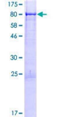 SDS-PAGE: Recombinant Human JRK GST (N-Term) Protein [H00008629-P01]