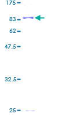 SDS-PAGE: Recombinant Human ALDH4A1 GST (N-Term) Protein [H00008659-P01]