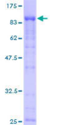SDS-PAGE: Recombinant Human eIF4GII GST (N-Term) Protein [H00008672-P01]