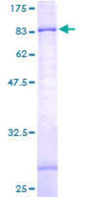 SDS-PAGE: Recombinant Human GPAA1 GST (N-Term) Protein [H00008733-P01]