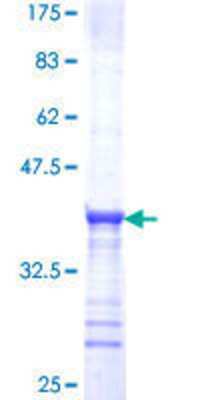 SDS-PAGE: Recombinant Human TRPA1 GST (N-Term) Protein [H00008989-Q01]