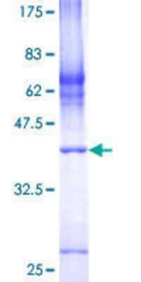SDS-PAGE: Recombinant Human COX7A2L GST (N-Term) Protein [H00009167-P01]