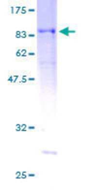 SDS-PAGE: Recombinant Human PAMCI GST (N-Term) Protein [H00009182-P01]