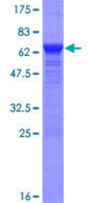 SDS-PAGE: Recombinant Human PNMA1 GST (N-Term) Protein [H00009240-P01]