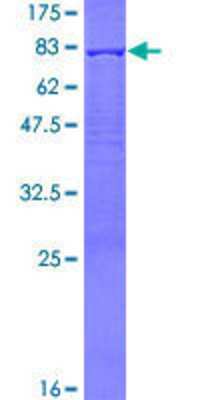 SDS-PAGE: Recombinant Human PDLIM7 GST (N-Term) Protein [H00009260-P01]