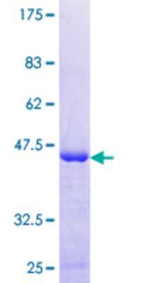 SDS-PAGE: Recombinant Human XAGE2 GST (N-Term) Protein [H00009502-P01]