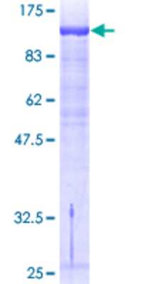 SDS-PAGE: Recombinant Human GTF2IRD1 GST (N-Term) Protein [H00009569-P01]