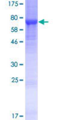 SDS-PAGE: Recombinant Human LRRC14 GST (N-Term) Protein [H00009684-P01]