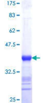 SDS-PAGE: Recombinant Human SPATA2 GST (N-Term) Protein [H00009825-Q01]