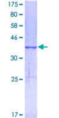SDS-PAGE: Recombinant Human MELK GST (N-Term) Protein [H00009833-Q01]