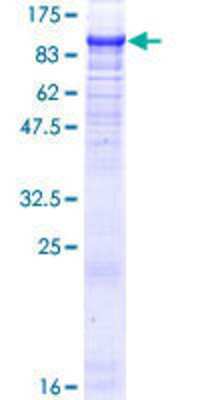 SDS-PAGE: Recombinant Human ZBTB39 GST (N-Term) Protein [H00009880-P01]