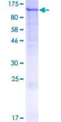 SDS-PAGE: Recombinant Human FIG4 GST (N-Term) Protein [H00009896-P01]