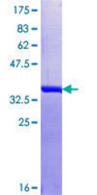 SDS-PAGE: Recombinant Human HNRPDL GST (N-Term) Protein [H00009987-Q01]