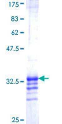 SDS-PAGE: Recombinant Human ABI1 GST (N-Term) Protein [H00010006-Q01]