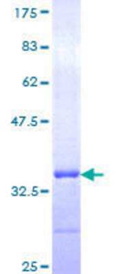 SDS-PAGE: Recombinant Human TSPAN2 GST (N-Term) Protein [H00010100-Q01]
