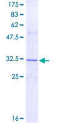 SDS-PAGE: Recombinant Human RTN3 GST (N-Term) Protein [H00010313-Q01]