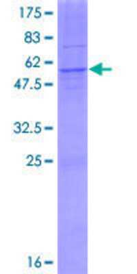 SDS-PAGE: Recombinant Human AGPAT1 GST (N-Term) Protein [H00010554-P01]