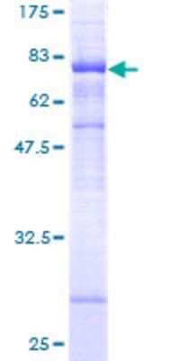SDS-PAGE: Recombinant Human STARD3 GST (N-Term) Protein [H00010948-P01]
