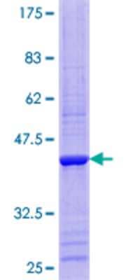 SDS-PAGE: Recombinant Human RPP14 GST (N-Term) Protein [H00011102-P01]