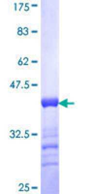 SDS-PAGE: Recombinant Human Stabilin-1 GST (N-Term) Protein [H00023166-Q01]