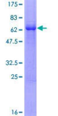 SDS-PAGE: Recombinant Human HEY2 GST (N-Term) Protein [H00023493-P01]