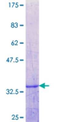 SDS-PAGE: Recombinant Human PHLDA3 GST (N-Term) Protein [H00023612-Q01]