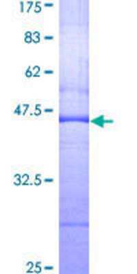 SDS-PAGE: Recombinant Human SGK3 GST (N-Term) Protein [H00023678-Q01]
