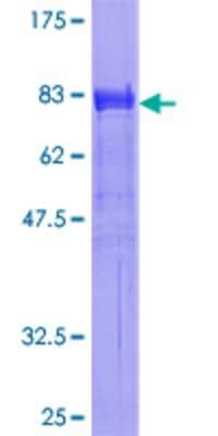 SDS-PAGE: Recombinant Human SH2B1 GST (N-Term) Protein [H00025970-P01]