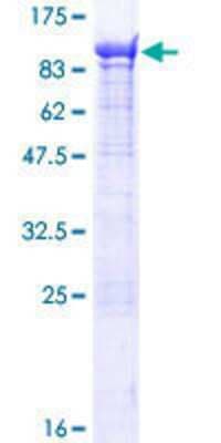 SDS-PAGE: Recombinant Human KIF1-binding protein GST (N-Term) Protein [H00026128-P01]