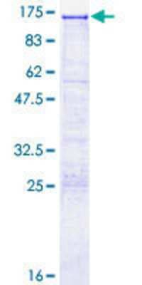 SDS-PAGE: Recombinant Human SEZ6L2/BSRP-A GST (N-Term) Protein [H00026470-P01]