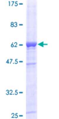 SDS-PAGE: Recombinant Human DAPP1 GST (N-Term) Protein [H00027071-P01]