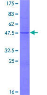SDS-PAGE: Recombinant Human MRPL18 GST (N-Term) Protein [H00029074-P01]