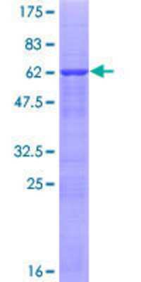SDS-PAGE: Recombinant Human ABT1 GST (N-Term) Protein [H00029777-P02]