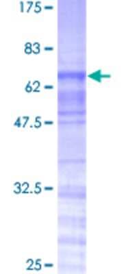 SDS-PAGE: Recombinant Human TRA2A GST (N-Term) Protein [H00029896-P01]