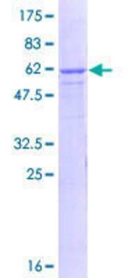 SDS-PAGE: Recombinant Human GPN3 GST (N-Term) Protein [H00051184-P01]