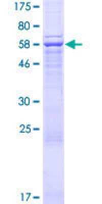 SDS-PAGE: Recombinant Human Archaemetzincin 2 GST (N-Term) Protein [H00051321-P01]