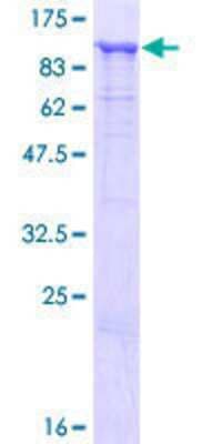 SDS-PAGE: Recombinant Human HOOK1 GST (N-Term) Protein [H00051361-P01]