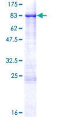 SDS-PAGE: Recombinant Human SHC3 GST (N-Term) Protein [H00053358-P01]
