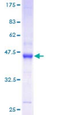 SDS-PAGE: Recombinant Human RhoF GST (N-Term) Protein [H00054509-P01]