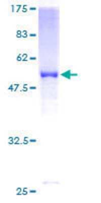 SDS-PAGE: Recombinant Human SOHLH2 GST (N-Term) Protein [H00054937-P01]