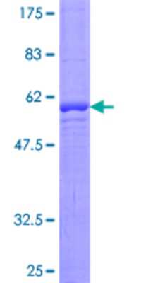 SDS-PAGE: Recombinant Human RALGPS2 GST (N-Term) Protein [H00055103-P01]