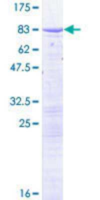 SDS-PAGE: Recombinant Human CT110 GST (N-Term) Protein [H00055105-P01]